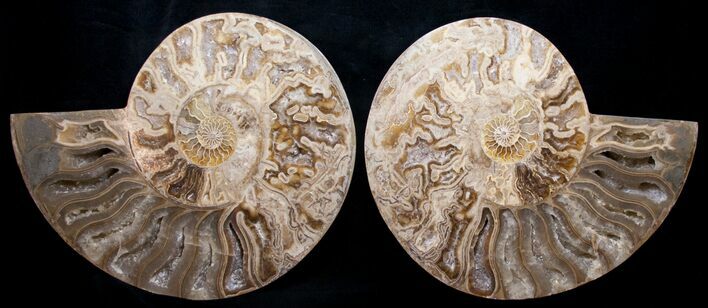 Huge White Choffaticeras Ammonite #8735